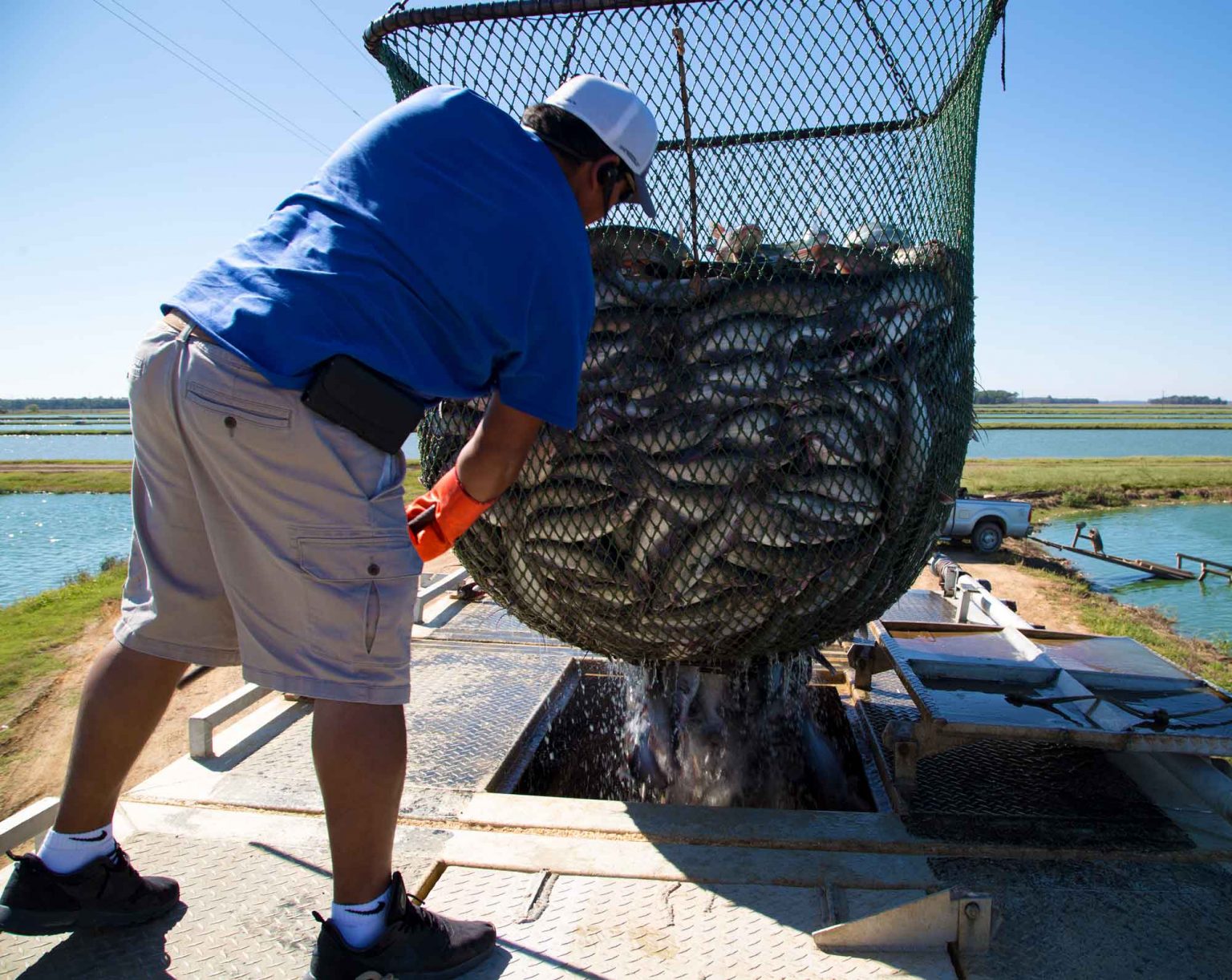 Heartland Catfish Company Our Story and Values