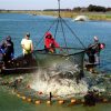 workers pulling catfish from pond in large nets