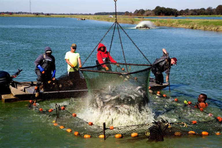 workers pulling catfish from pond in large nets