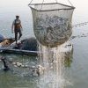 large net filled with catfish being pulled from pond