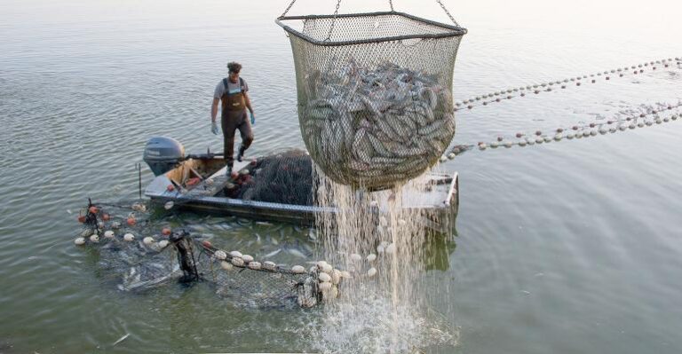 large net filled with catfish being pulled from pond