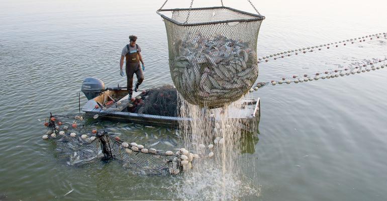 MSU Research, Outreach Boost Catfish Industry