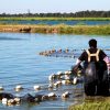 workers gathering nets in catfish pond