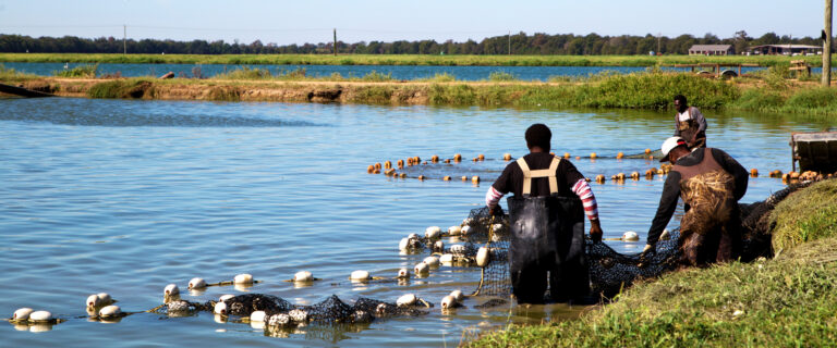 workers gathering nets in catfish pond