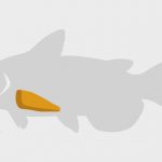 catfish nugget diagram
