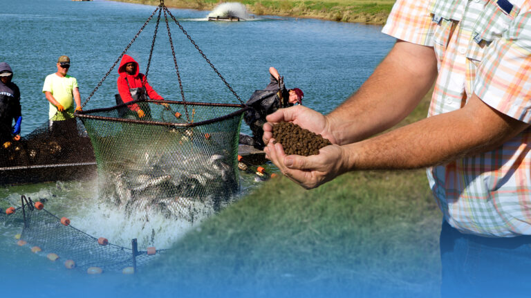 Workers hauling a net of catfish from a farm pond while a man in the foreground holds a handful of fish feed pellets.
