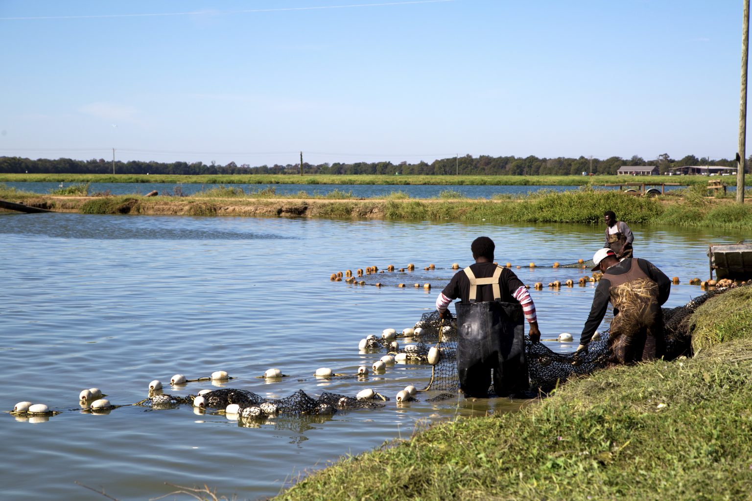 catfishisahealthyproteinforthosewithhighcholesterol