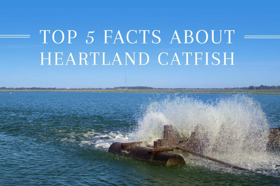 Top 5 Facts about Heartland Catfish