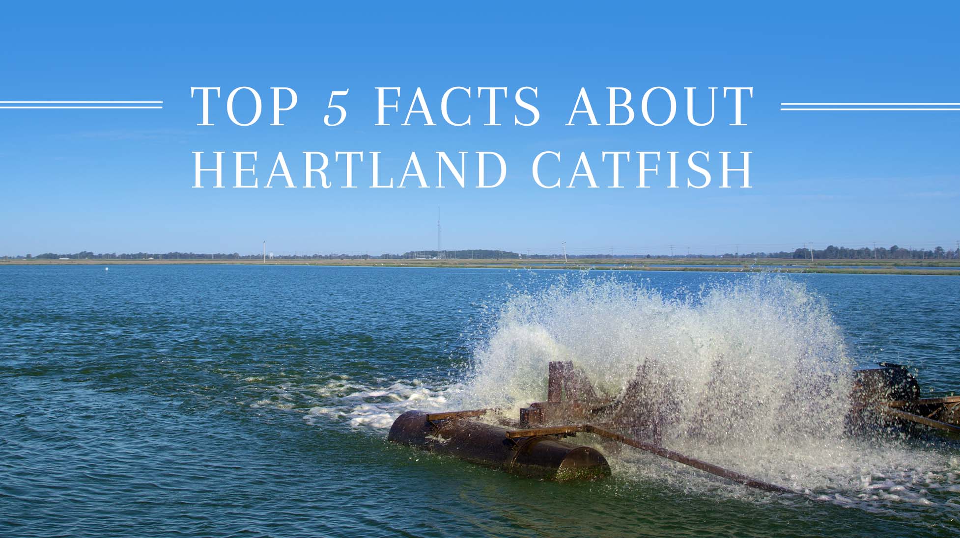 Top 5 Facts about Heartland Catfish