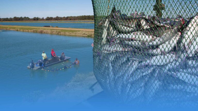 Large net of catfish fish.