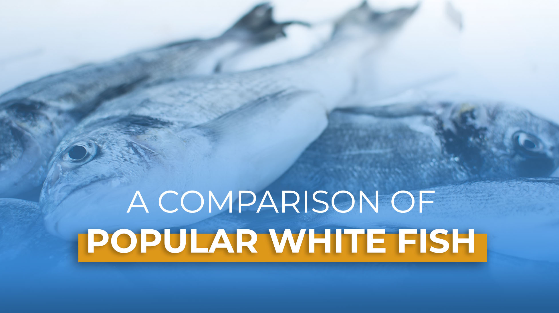 Kinds of White Fish - Differences and Substitutions - TheCookful