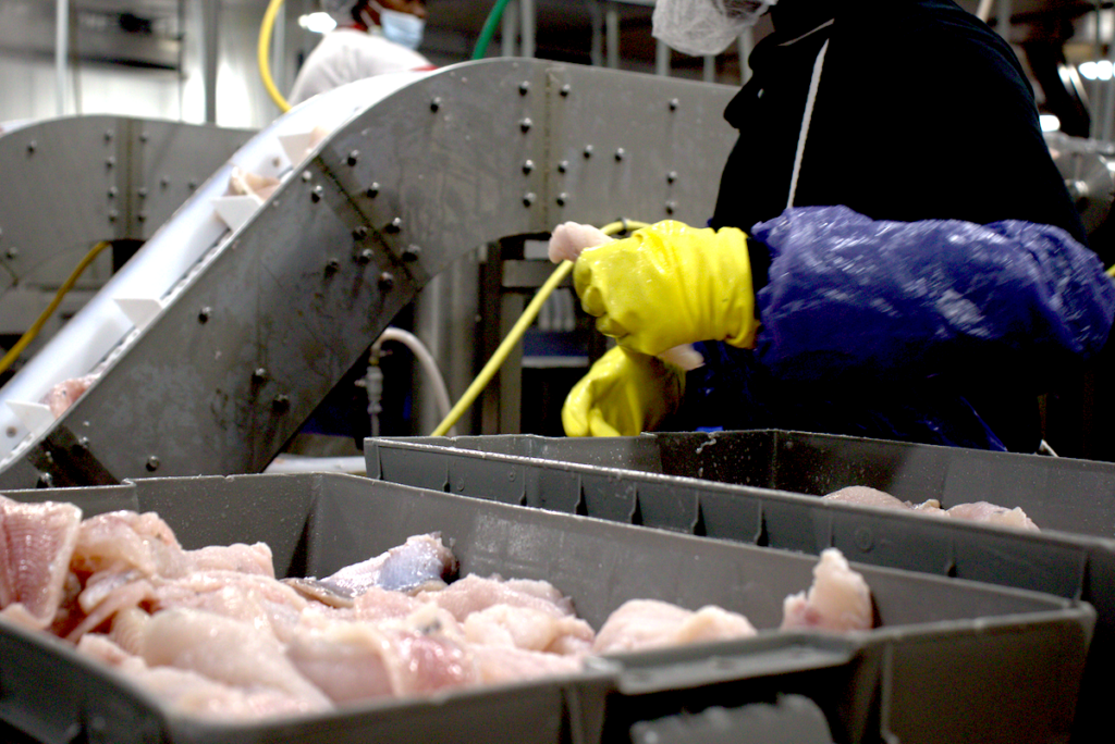 Catfish on food processing line