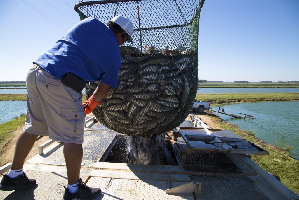 Man with large net of fish.