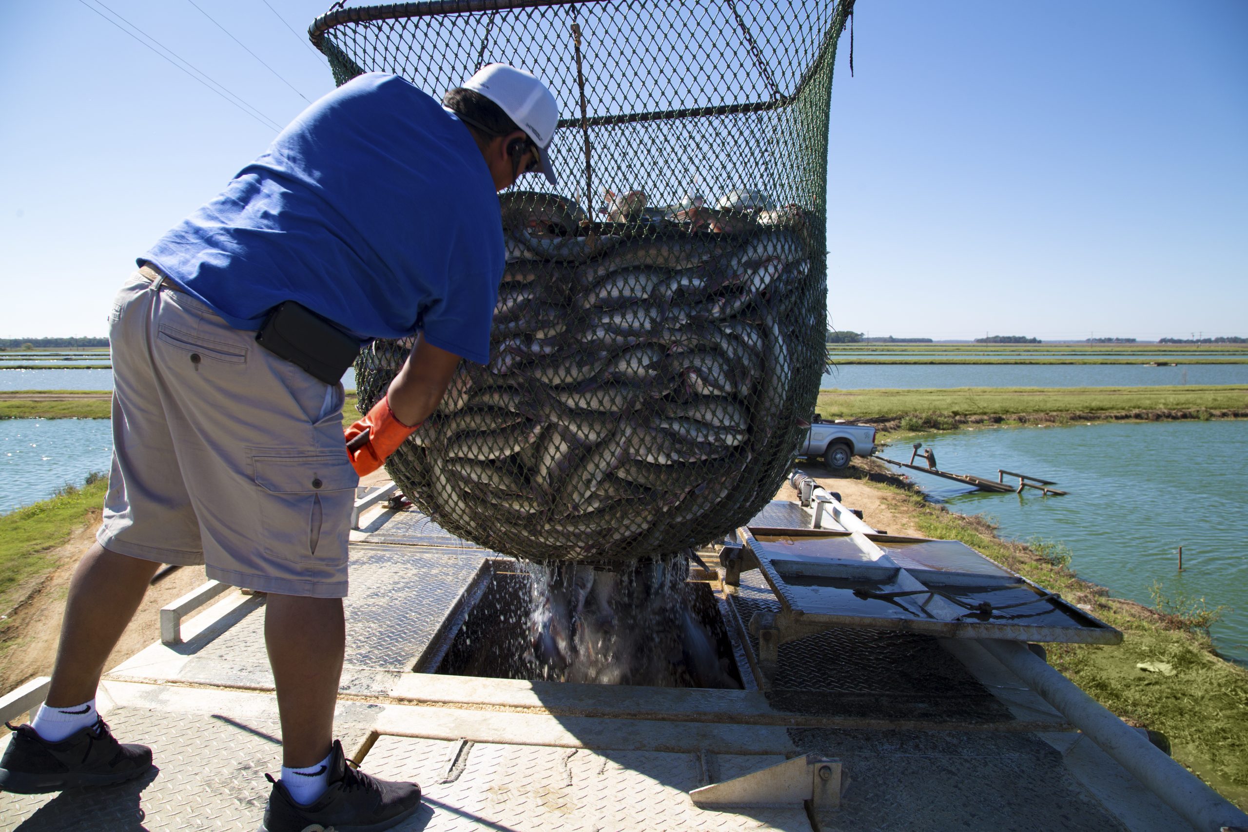 Worker emptying a net of freshly harvested catfish into a loading trough.