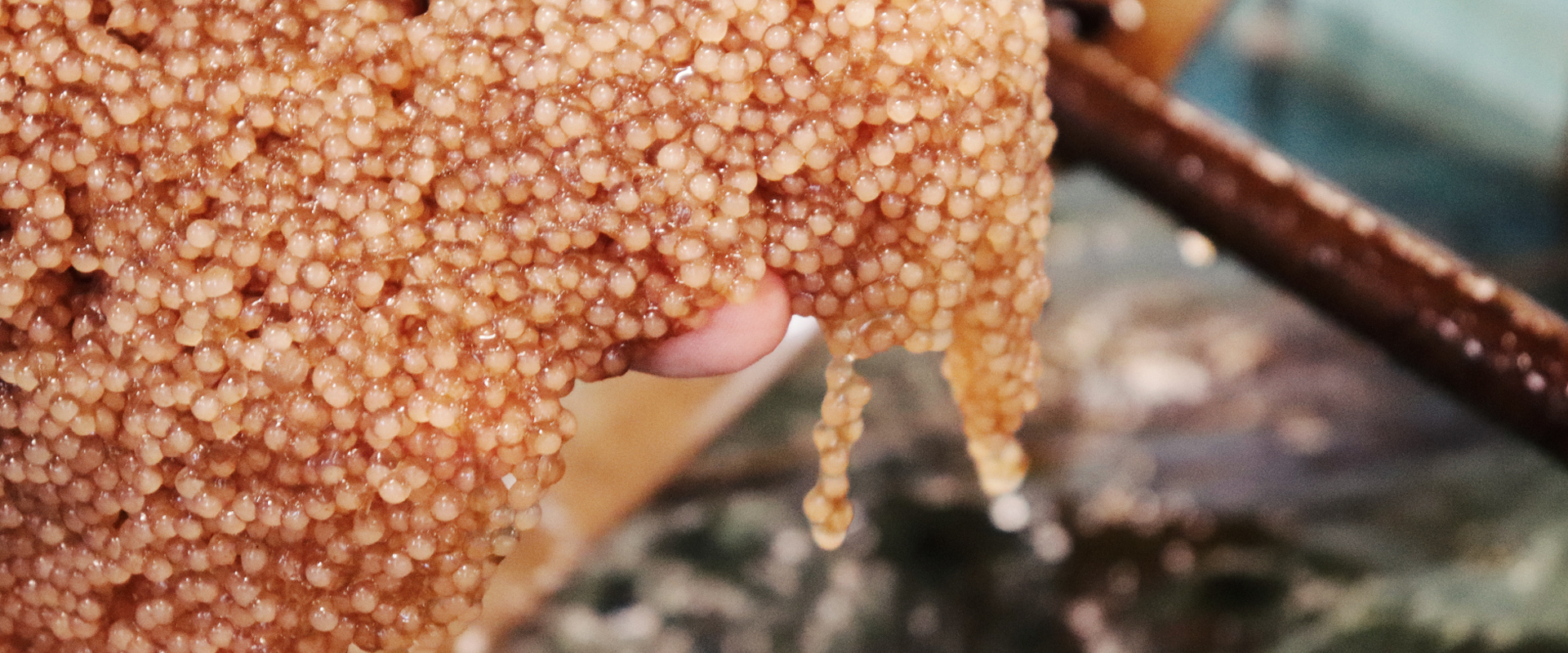 Catfish eggs.